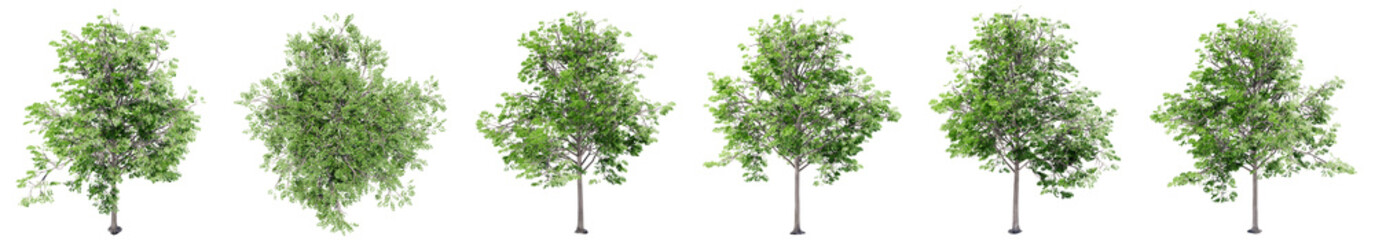 Set or collection of green oak trees isolated on white background. Concept or conceptual 3d illustration for nature, ecology and conservation, strength and endurance, force and life