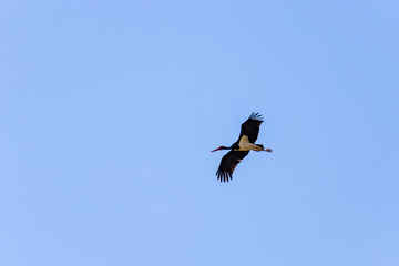 Adult Black Stork (Ciconia nigra) in flight during spring migration on the Greek island Lesvos.