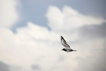 A European Herring Gull (Larus argentatus) in flight.