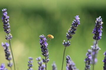 Lavender field in Italy on sunlight,Blooming Violet fragrant lavender flowers.Violet petals, close...