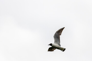 A European Herring Gull (Larus argentatus) in flight.