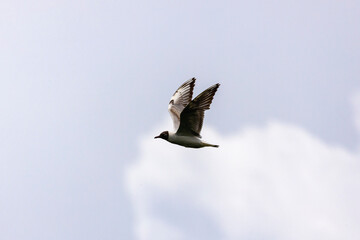 A European Herring Gull (Larus argentatus) in flight.