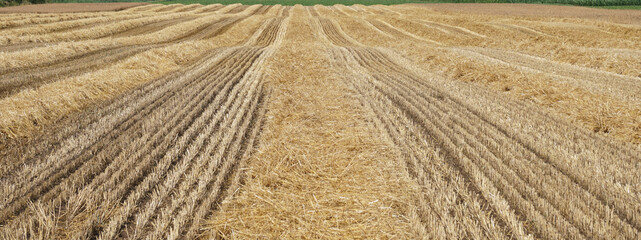 Several straw swaths, with wheat stubble in between, left in straight lines on the sloping field by the combine harvester after the wheat harvest, the straw will later be made into bales