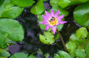 beauty purple lotus blooming with honey ants in pond. Circle green leaves floating on clean water.