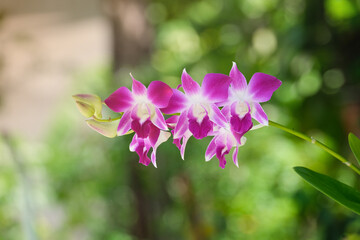 bouquet dendrobium violet orchid flower blooming in botanic garden. pink and white flora soft velvet petal symbol of love beauty for decoration and gift