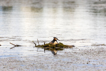 Great Crested Grebe (Podiceps cristatus) on the nest
