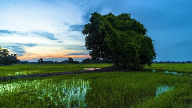 Time Lapse : Lone Tree At Paddy Field Of Kedah,Malaysia From Day To Night.HD