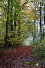 Obraz premium wald, baum, baum, natur, herbst, bahn, landschaft, holz, green, fall, blatt, park, holz, road, licht, laub, föhre, blatt, sommer, sonne, bürgersteig, wald, ast, jahreszeit, umwelt