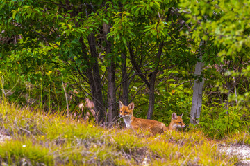 Fox cubs playing around their den