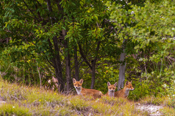Fox cubs playing around their den