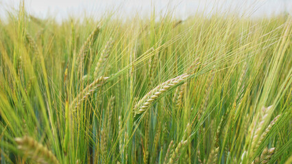 A field of ripening barley early in July with a beautiful mix of vivid green and yellow colors. Barley is a key ingredient in beer and whisky production and also a popular health food