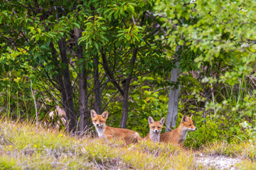 Fox cubs playing around their den