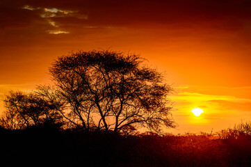 Fototapeta na wymiar It's Beautiful sunset at the Erindi Private Game Reserve, Namibia