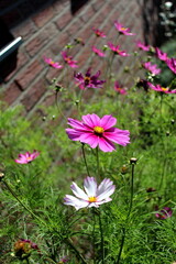 Obraz premium blume, natur, garden, pink, blume, pflanze, sommer, cosmos, feld, frühling, green, lila, floral, wiese, aufblühen, schön, schönheit, farbe, flora, weiß, bunt, hell, blühen, daisy, gras