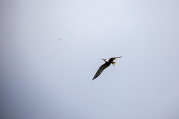 Fototapeta premium Whiskered Tern in Flight (Chlidonias hybridus)