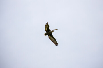 Obraz premium Dalmatian Pelican (Pelecanus crispus) in flight. Danube Delta, Romania