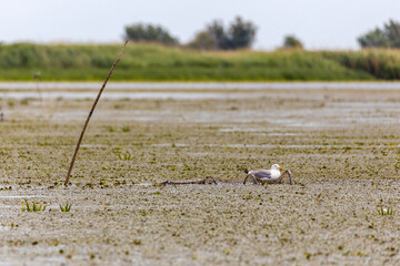 Seagull trying to steal fish from the fishing net