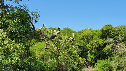 green field and blue sky