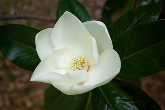 Classic Magnolia Bloom in the Summertime, shallow depth of field