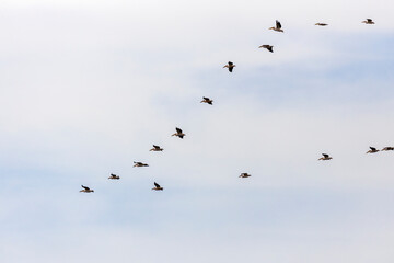 Great White Pelican, pelecanus onocrotalus, Group in Flight.