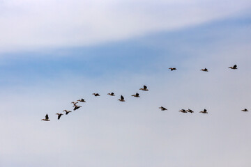 Great White Pelican, pelecanus onocrotalus, Group in Flight.