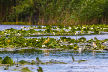 The squacco heron (Ardeola ralloides) in the Danube Delta Biosphere Reserve in Romania