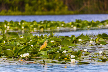 The squacco heron (Ardeola ralloides) in the Danube Delta Biosphere Reserve in Romania