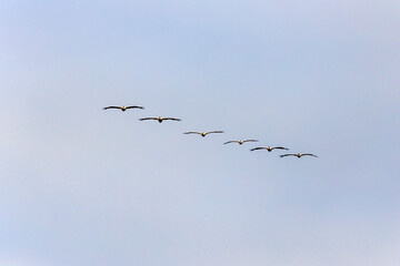 Great White Pelican, pelecanus onocrotalus, Group in Flight.