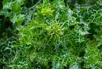 Variegated prickly leaves of Cardus marianus or Saint Mary's thistle (Silybum marianum). Milk thistle is valuable plant used for medicinal purposes. Selective focus close-up.Concept for natural design