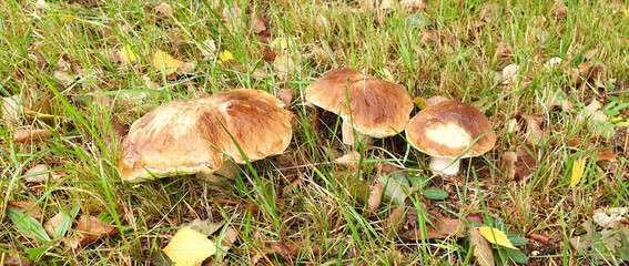 mushroom in the grass