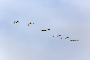 Great White Pelican, pelecanus onocrotalus, Group in Flight.
