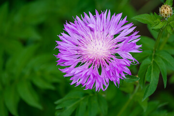 Obraz premium Centaurea dealbata (the Persian or whitewash cornflower). Close-up beautiful purple flower in spring garden on blurry green background. Selective focus with place for text. Nature concept for design