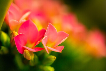 Fleurs roses