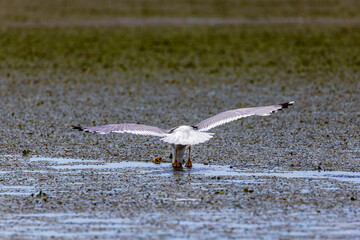 Seagull trying to steal fish from the fishing net