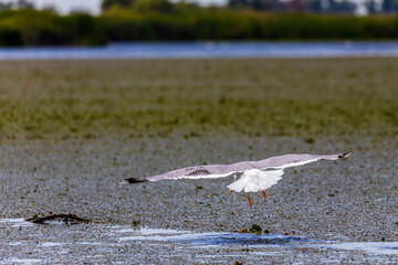 Seagull trying to steal fish from the fishing net
