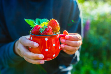 Fresh strawberries in a cup held in hands.