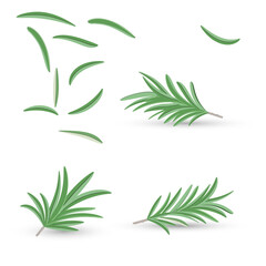 Vector set of rosemary twigs and leaves on a white background. Realistic manner.