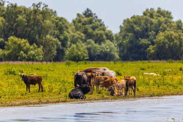 Obraz na płótnie Canvas Group of cows in the Danube delta