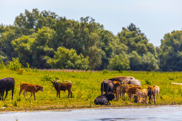 Group of cows in the Danube delta