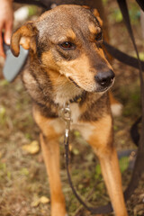 red dog on a leash walks on the street