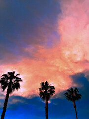 palm trees at sunset