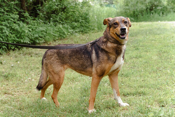 red dog on a leash walks on the street