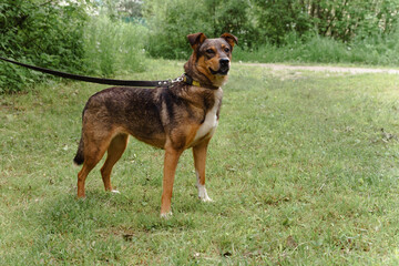 red dog on a leash walks on the street