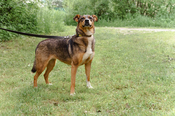 red dog on a leash walks on the street