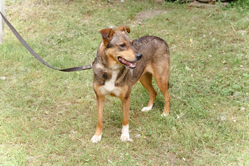 red dog on a leash walks on the street