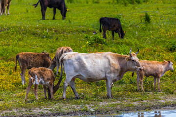 Group of cows in the Danube delta