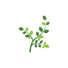 Moringa leaf Logo Template vector