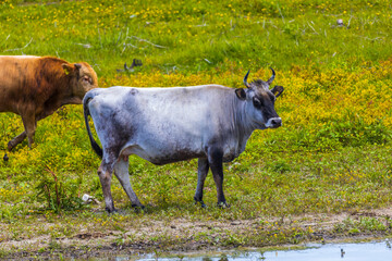 Group of cows in the Danube delta
