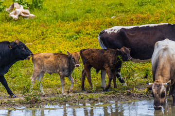 Group of cows in the Danube delta