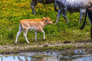 Group of cows in the Danube delta